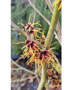 Hamamelis x intermedia 'Orange Beauty' / Noisetier de sorcière