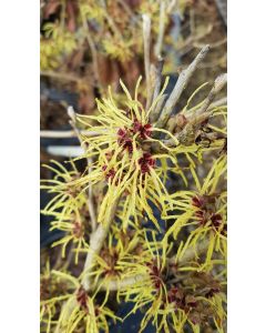 Hamamelis x intermedia 'Pallida' / Noisetier de sorcière