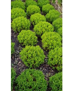 Hebe x 'Green Globe' / Véronique boule