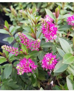 Hebe x RASPBERRY RIPPLE 'Tullyrasp' / Véronique naine