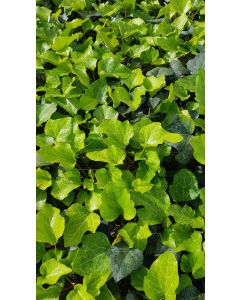 Hedera 'Algerian Bellecour'® / Lierre ALGERIAN BELLECOUR®