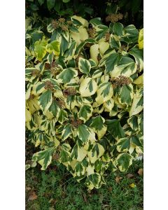 Hedera colchica 'Dentata Variegata' / Lierre de Colchide panaché