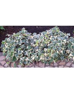 Hedera algeriensis 'Gloire de Marengo' / Lierre d'Algérie panaché