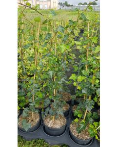 Hedera helix 'Hibernica' / Lierre d'Irlande