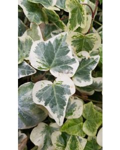 Hedera helix 'Glacier' / Lierre commun panaché