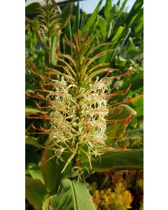 Hedychium aurantiacum 'Blanc' / Longose blanc