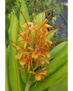 Hedychium coccineum 'Tara' / Longose rouge