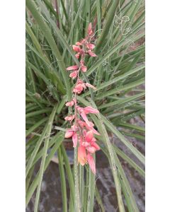 Hesperaloe parviflora / Yucca rouge