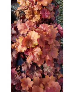 Heuchera x hybrida 'Crème Brûlée' / Heuchère hybride orangé