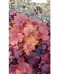 Heuchera x micrantha 'Marmelade' / Heuchère hybride cuivré