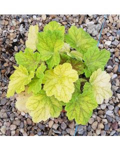 Heuchera x hybrida 'Electra' / Heuchère hybride jaune veiné rouge