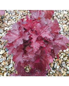 Heuchera x hybrida 'Forever Red' / Heuchère hybride rouge