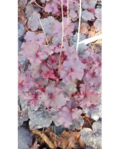 Heuchera x hybrida 'Midnight Rose Select' / Heuchère hybride pourpre