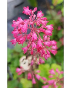 Heuchera x hybrida LITTLE CUTIES® 'Sweet Tart®'