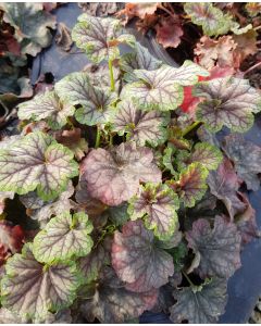 Heuchera micrantha 'Emerald Queen' / Heuchère hybride