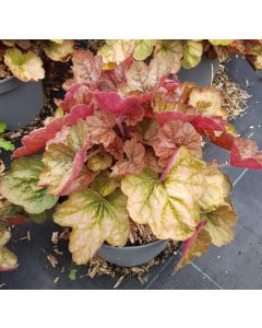 Heuchera x hybrida 'Apricot'® / Heuchère hybride orangé