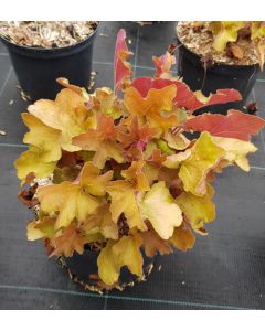 Heuchera x hybrida 'Caramel' / Heuchère hybride orangé
