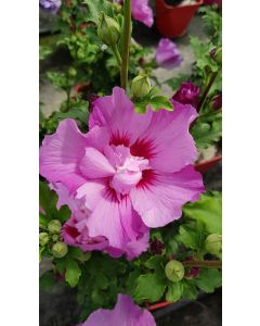 Hibiscus syriacus Eruption® 'Mineru'/ Althéa rose violacé
