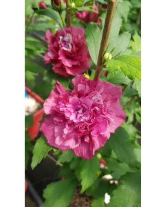 Hibiscus syriacus French Cabaret® Red 'Mindour1'/ Althéa rouge en pompons
