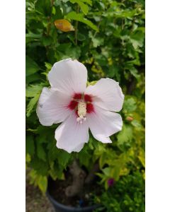 Hibiscus syriacus 'Hamabo' / Althéa blanc rosé à cœur rouge