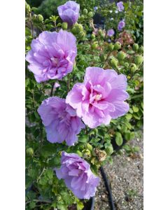 Hibiscus syriacus Lavander Chiffon® 'Notwoodone'/ Althéa mauve lavande