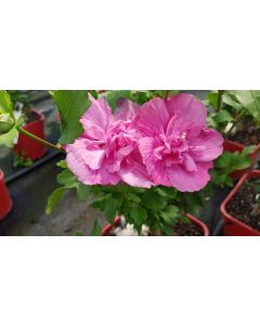 Hibiscus syriacus Magenta Chiffon® ''RWOODS5'/ Althéa magenta rosé