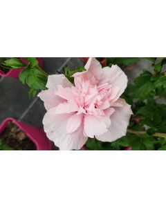 Hibiscus syriacus Pink Chiffon® 'Jwnwood4'/ Althéa rose frais légèrement veiné de rouge
