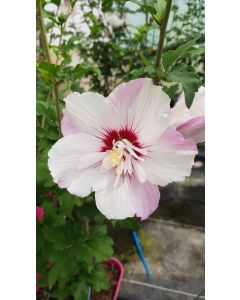 Hibiscus syriacus Pinky Spot® 'Minspot'/ Althéa blanches lavées d'un rose lavande