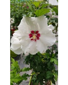 Hibiscus syriacus Sup'Heart® 'Minomb' / Althéa blanche à coeur rouge