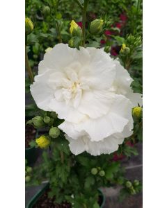 Hibiscus syriacus White Chiffon® 'Notwoodtwo'/ Althéa blanche crème