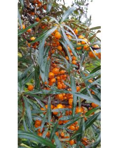 Hippophae rhamnoides 'Friesdorfer Orange' / Argousier autofertile