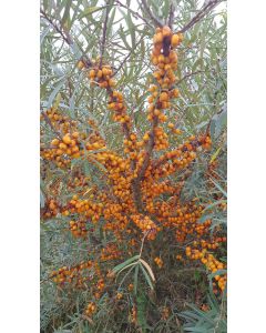 Hippophae rhamnoides 'Askola' ♀ / Argousier femelle