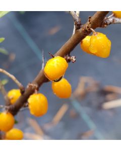 Hippophae rhamnoides 'Hergo' ♀ / Argousier femelle