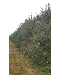 Hippophae rhamnoides 'Aley' ♂ / Argousier mâle