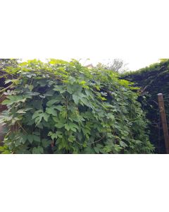 Humulus lupulus / Houblon d'Europe