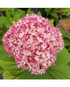 Hydrangea arborescens MAGICAL® DARK PINK 'Bokodapi' / Hortensia de Virginie