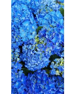Hydrangea macrophylla 'Benelux (Bleu ou Rose)' / Hortensia 'Benelux (Bleu ou Rose)'
