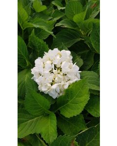 Hydrangea macrophylla 'Blanc' / Hortensia Blanc
