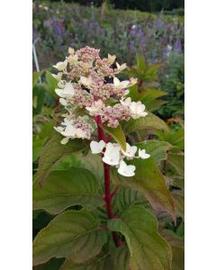 Hydrangea paniculata 'Wim's Red'® / Hortensia paniculé 