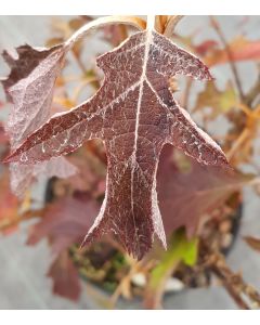 Hydrangea quercifolia ICE CRYSTAL® 'Hqopr010' / Hortensia à feuilles de chênes à fleurs blanches