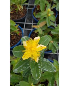 Hypericum calycinum / Millepertuis à grandes fleurs