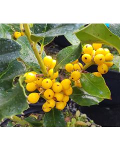 Ilex aquifolium 'Bacciflava' / Houx commun à fruit jaune