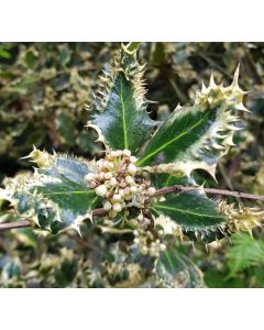Ilex aquifolium 'Ferox Argentea' / Houx hérisson