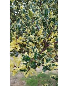 Ilex aquifolium 'Ferox Aurea' / Houx hérisson
