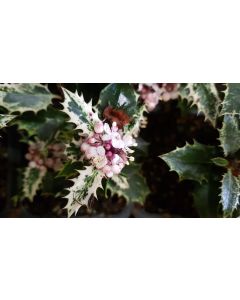 Ilex aquifolium 'Ingramii' / Houx commun panaché 