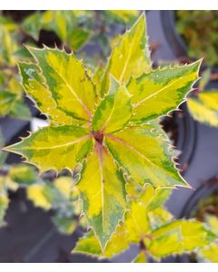 Ilex aquifolium 'Myrtifolia Aurea Maculata' / Houx à feuilles de Myrte panaché