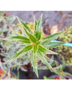 Ilex aquifolium 'Myrtifolia' / Houx à feuilles de Myrte