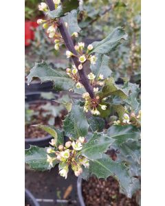 Ilex x meserveae BLUE ANGEL 'Conang' / Houx arbustif femelle