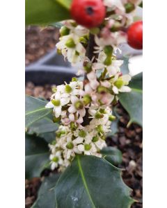 Ilex x meserveae BLUE PRINCESS 'Conapry' / Houx arbustif femelle