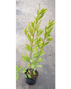 Ilex paraguariensis / Thé du Paraguay